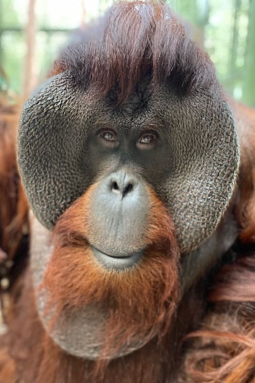 Sam the Orangutan